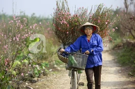 Gom nhuận bút tặng mẹ áo mới mùa xuân